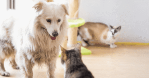 A dog and a cat facing each other, getting to know one another