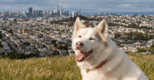 dog smiling on a hill with the San Francisco city skyline in the background