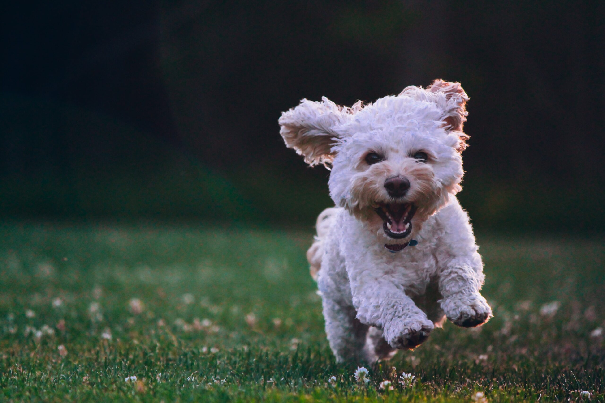 White poodle dog running through grass