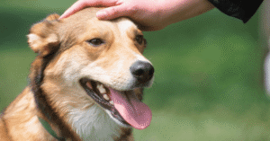 happy dog with its tongue out being petted on the head