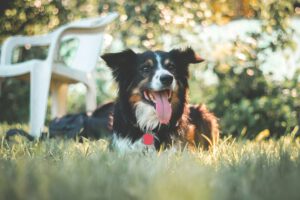 Dog lying in field with tongue out