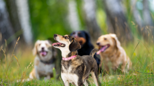 Four dogs of different breeds lying on the grass