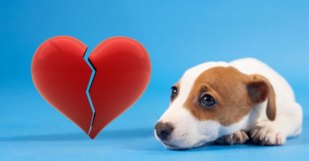 sad dog lying with a broken heart on the left