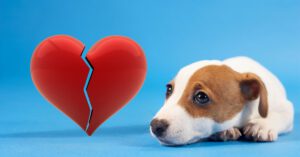 sad dog lying with a broken heart on the left