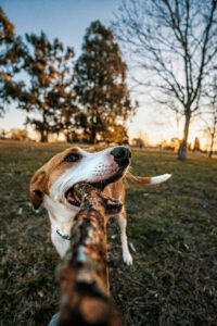 happy dog chewing a toy on a green field.