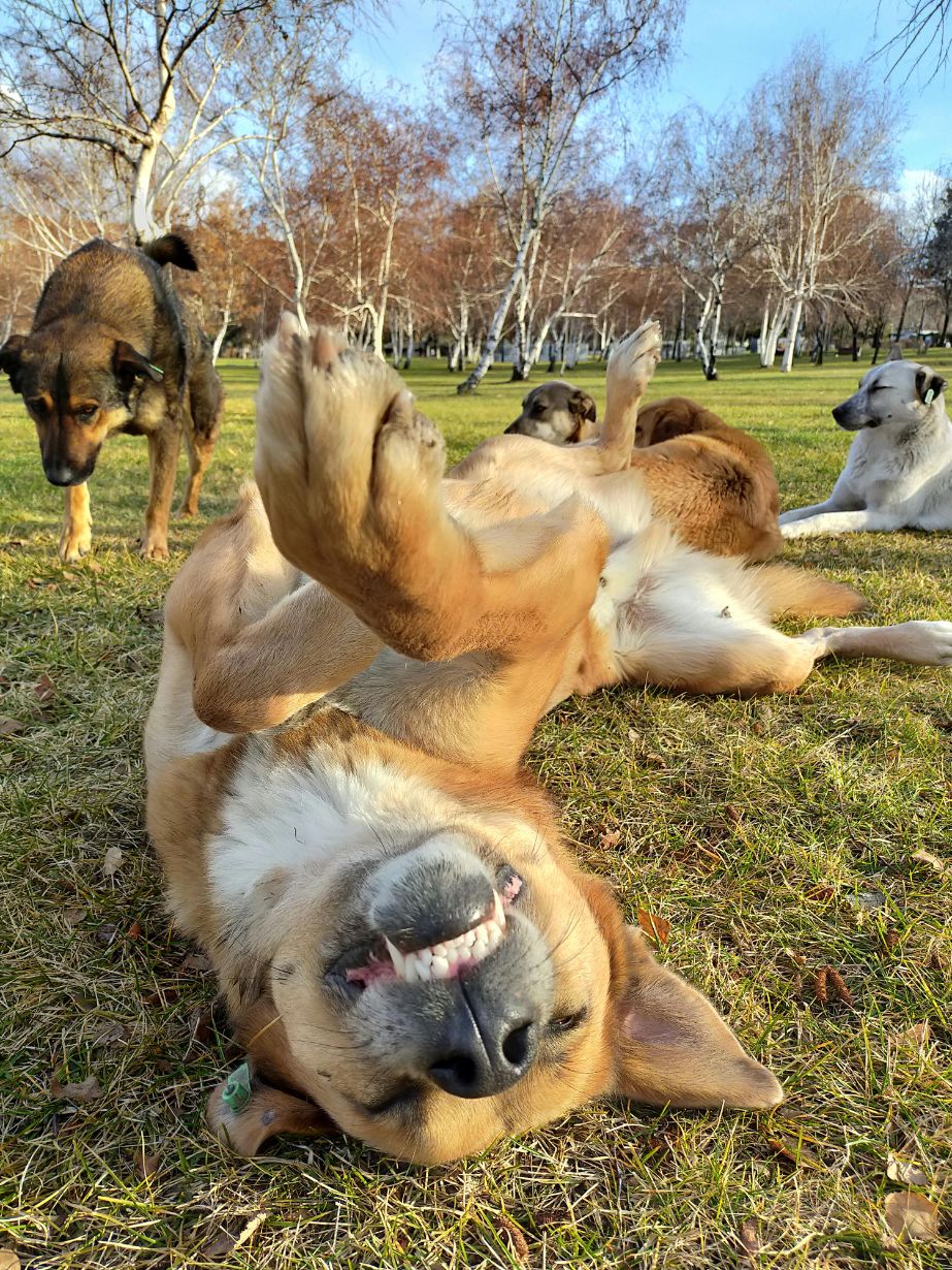 Happy funny dog rolling on grass
