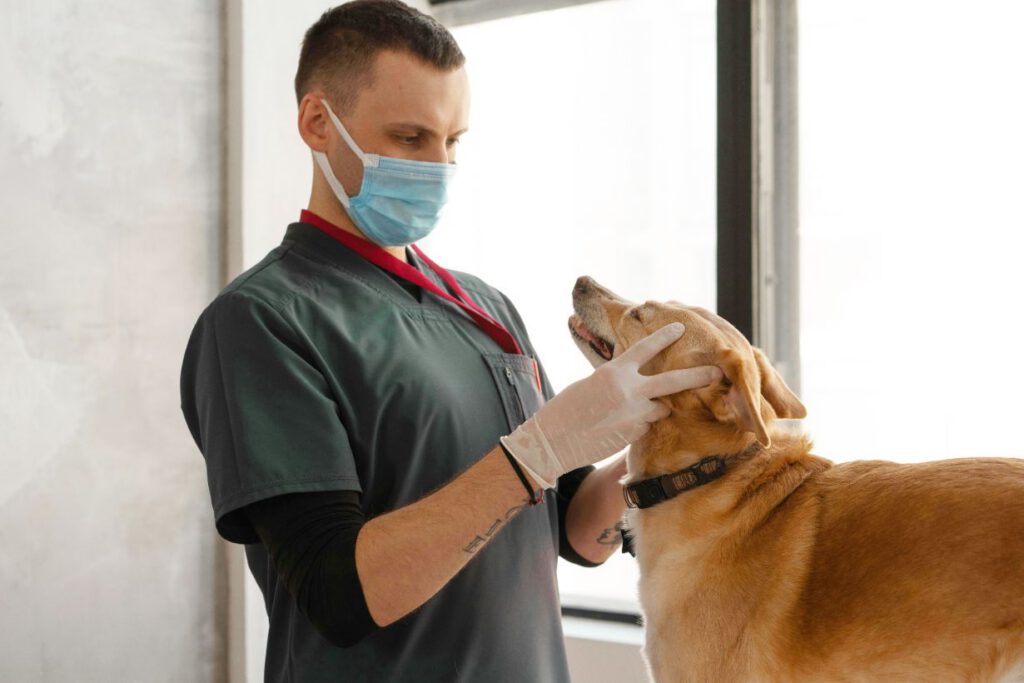 Veterinarian examining the face of a dog