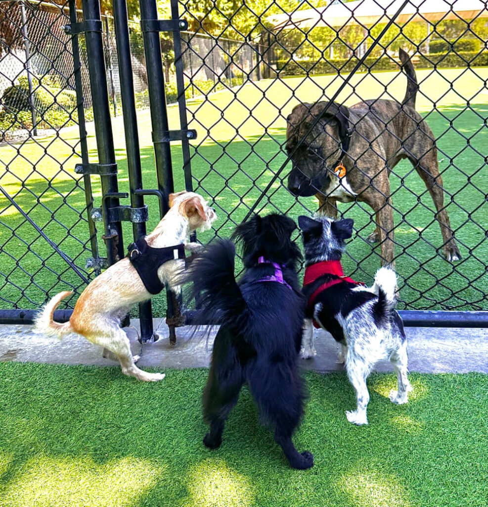 one large dog behind a fence with three smaller dogs looking at it.