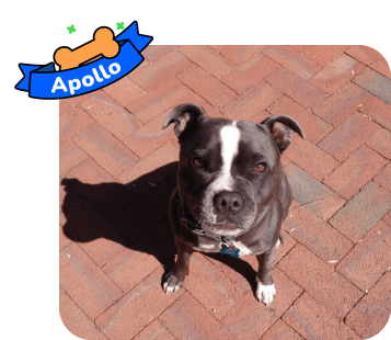 Dog photo with illustrated bone and sash showing the dog’s name - Apollo