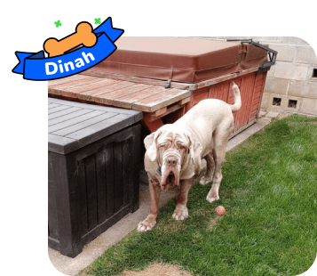 Dog photo with illustrated bone and sash showing the dog’s name - Dinah