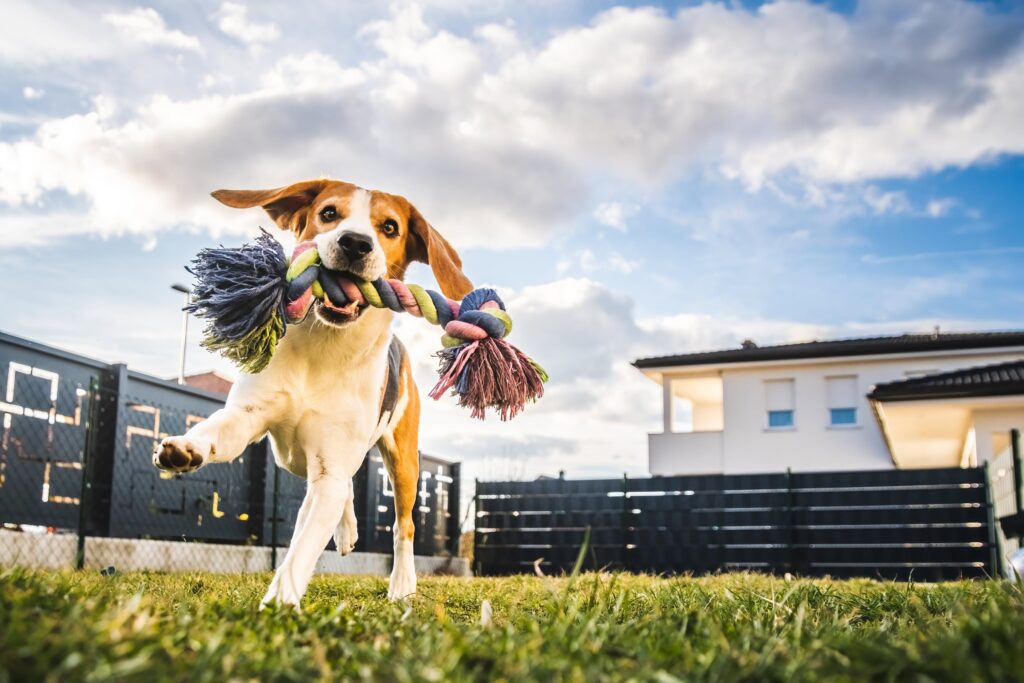 Happy dog running in a backyard with a toy in its mouth